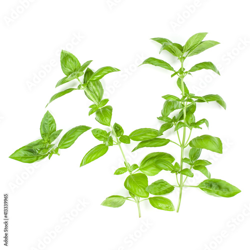 Sweet Genovese basil branch isolated on white background. Flat, Top view. © Natika