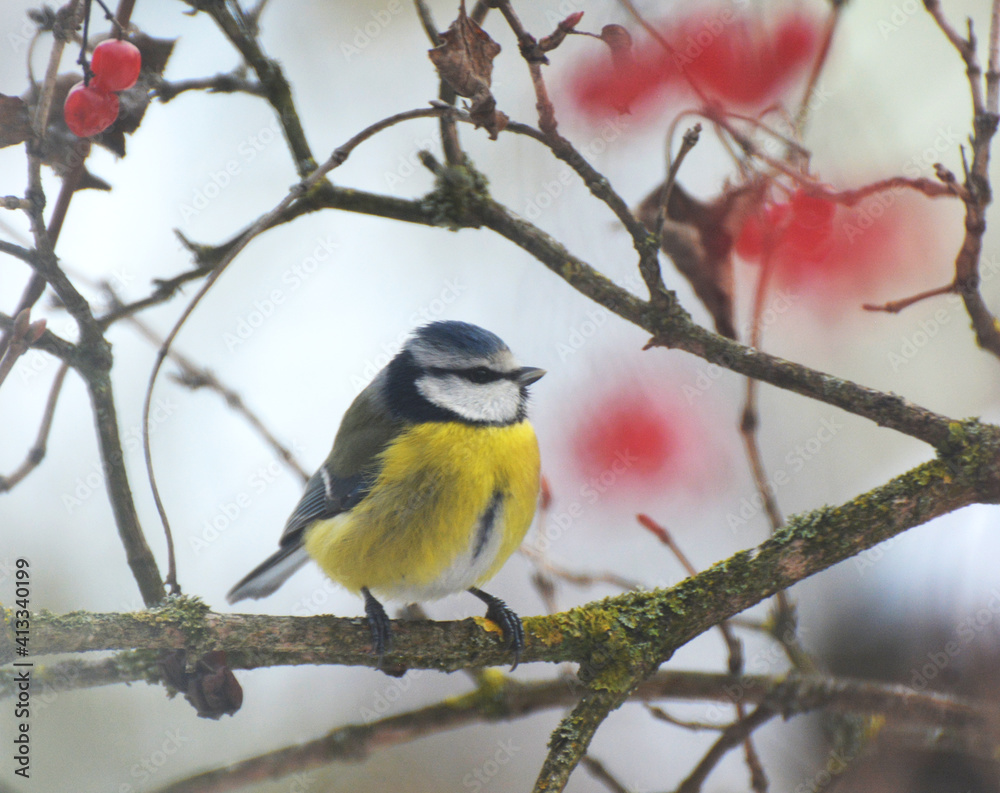 The tit is blue (Parus caeruleus) on the branch The tit is blue (Parus caeruleus) on the branch
