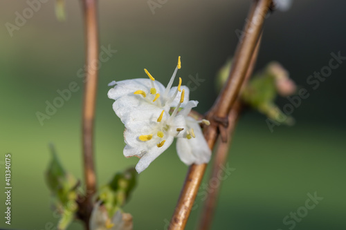 Macro shot of purpus honeysuckle (lonicera x purpusii) flowers photo