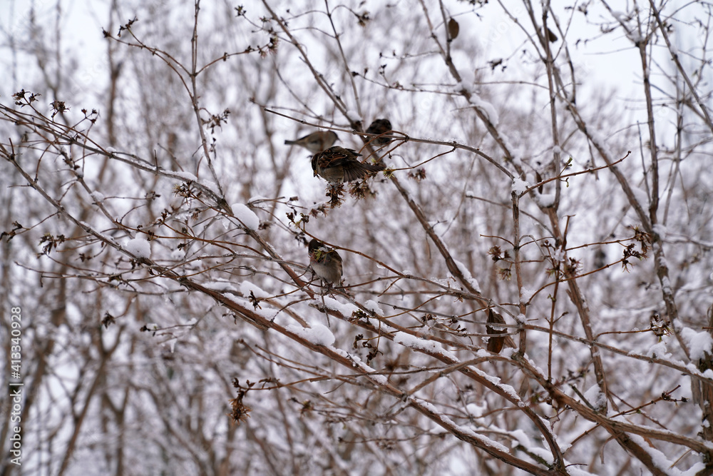 sparrows sitting on the branches of trees in winter sparrows sitting on the branches of trees in winter