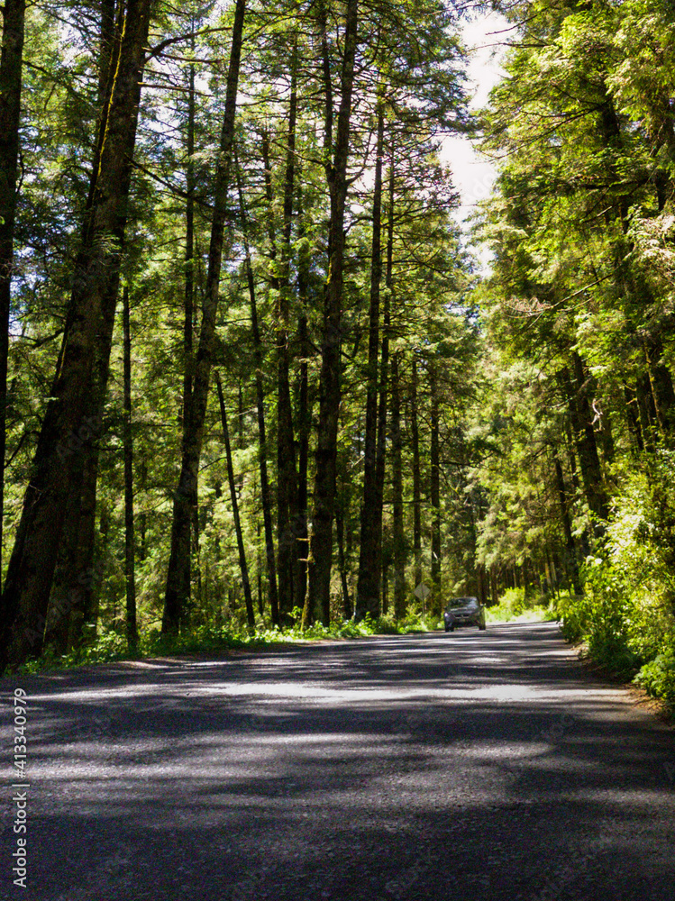 Obraz premium road in the forest