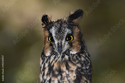 Long-Eared Owl (Asio otus) Portrait © Jim