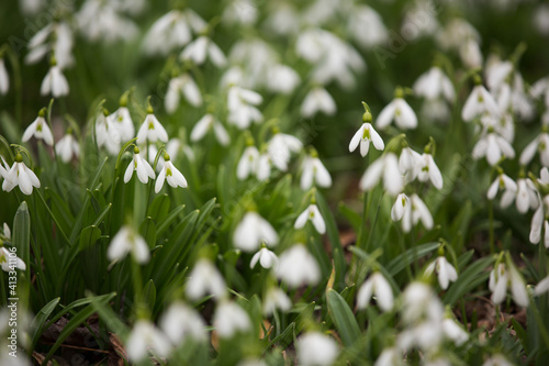 Snow drop flowers close-up, flowery field white and green colors as first marks of spring time. © Belphnaque