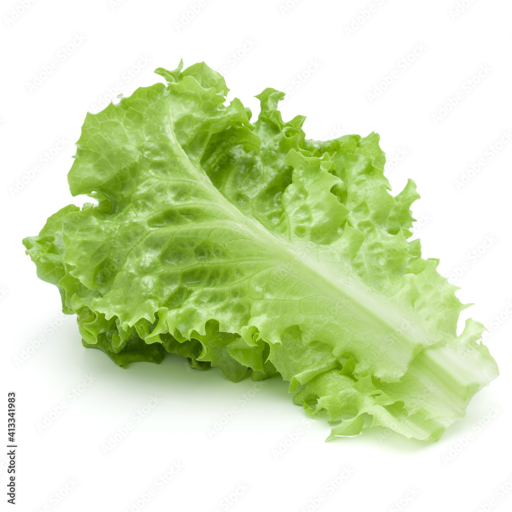 fresh green lettuce salad leaves isolated on white background fresh green lettuce salad leaves isolated on white background