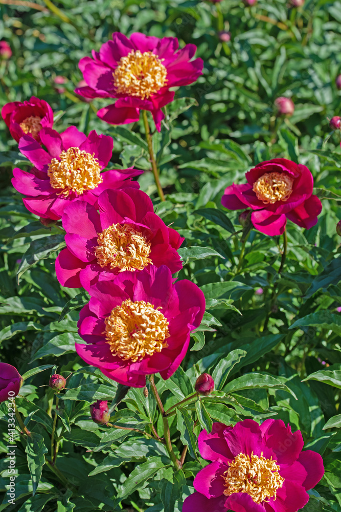 Blühende rote Pfingstrosen, Paeonia, im Garten Blühende rote Pfingstrosen, Paeonia, im Garten