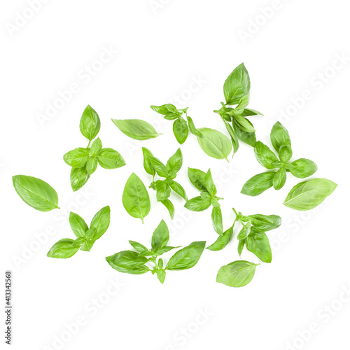 Sweet Genovese basil leaves background arrangement isolated on white. Top view.