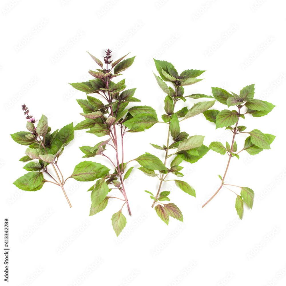 Red basil branch isolated on white background. Flat, Top view. Red basil branch isolated on white background. Flat, Top view.