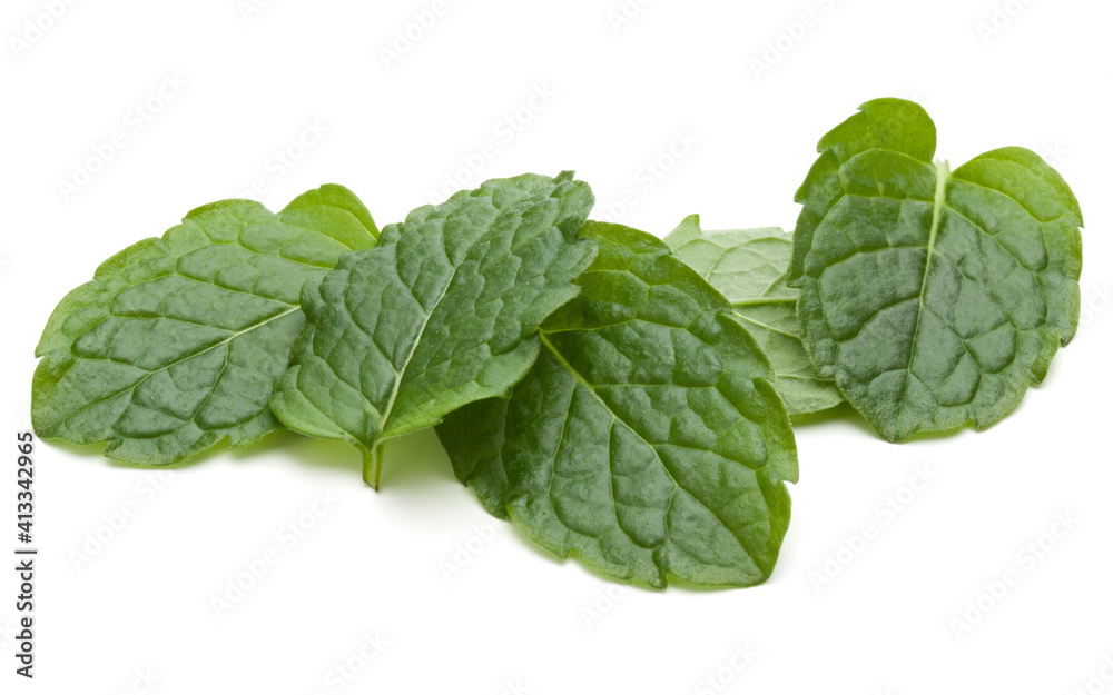 Peppermint herb isolated on white background cutout. Mint leaves. Peppermint herb isolated on white background cutout. Mint leaves.
