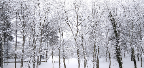 Atmosfera nevosa nel bosco photo