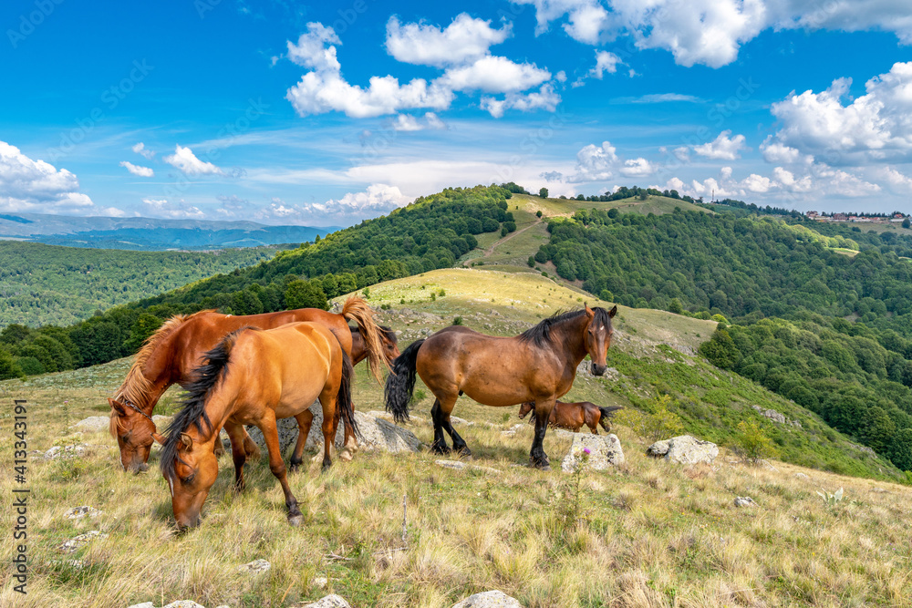 Horses on a pasture in mountain under a cloudy sky on a beautiful summer day