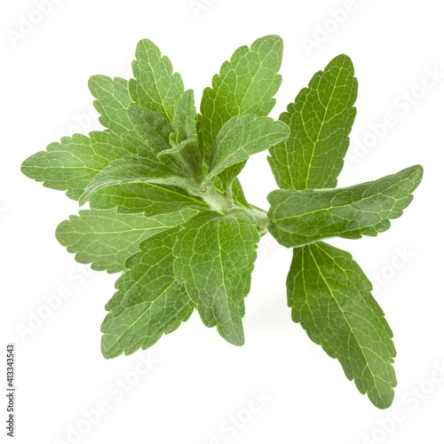 Stevia leaves pieces isolated om white background cut out.
