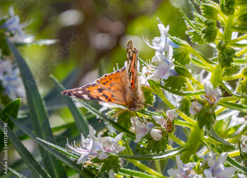 Vertical shot of a butterfly on some flowers