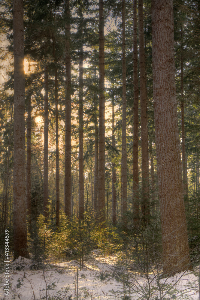 Long straight tree stems and seedlings of Douglas fir or Oregon pine in snow under beautiful soft light in the afternoon Long straight tree stems and seedlings of Douglas fir or Oregon pine in snow under beautiful soft light in the afternoon