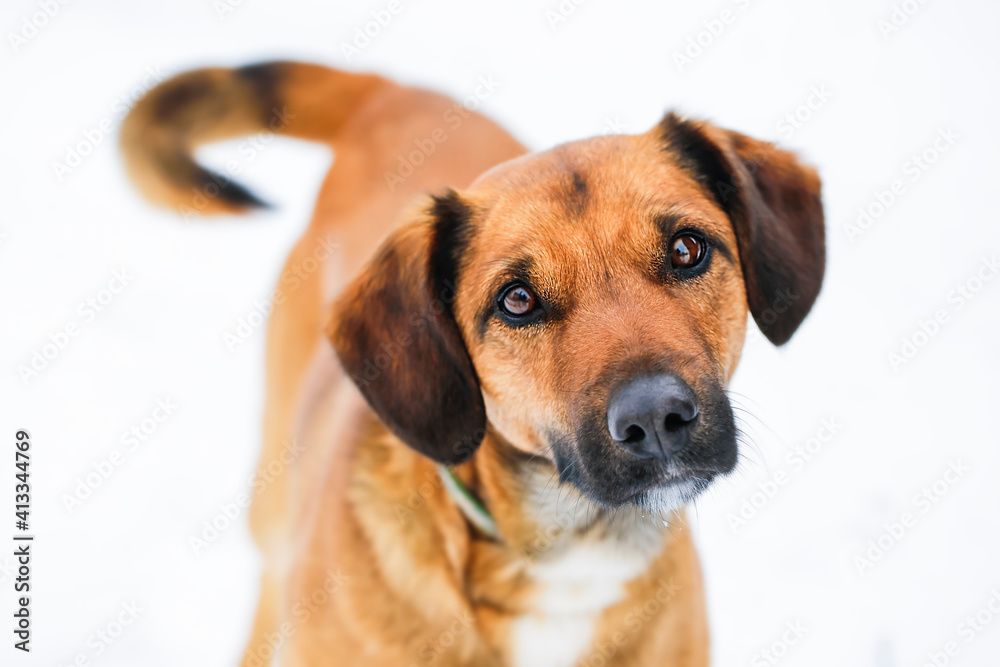Happy mixed breed dog portrait on white background. Cute view.