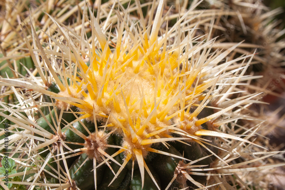 Schöner Goldkugelkaktus gelbgold