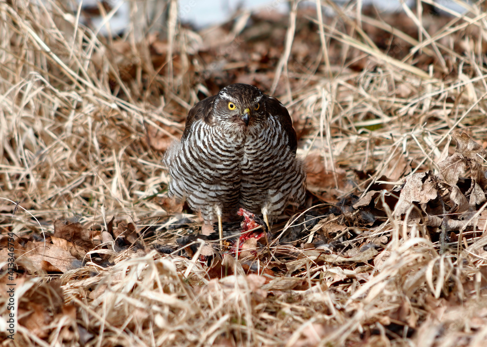 Sparrowhawk (latin name Accipiter Nisus) Sitting on the Grass After Hunting a Small Bird. Winter Hunt of a Young Female Sparrowhawk. Brown Brindle Bird with Yellow Eye Watching the Surroundings. Sparrowhawk (latin name Accipiter Nisus) Sitting on the Grass After Hunting a Small Bird. Winter Hunt of a Young Female Sparrowhawk. Brown Brindle Bird with Yellow Eye Watching the Surroundings.
