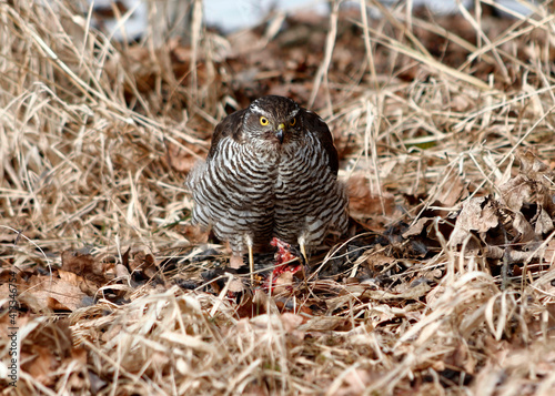 Sparrowhawk (latin name Accipiter Nisus) Sitting on the Grass After Hunting a Small Bird. Winter Hunt of a Young Female Sparrowhawk. Brown Brindle Bird with Yellow Eye Watching the Surroundings.