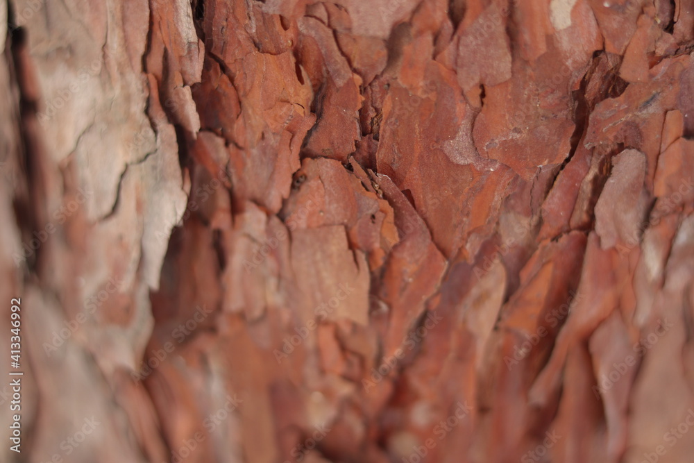 Fototapeta premium 소나무 껍질의 질감(Texture of pine bark)