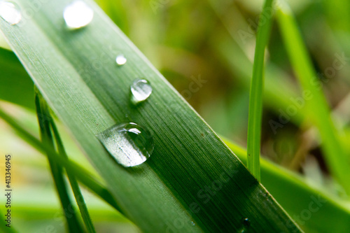 Macro close-up photo of sparkling dew drops on grass leaf resembling pearls with blurred bokeh background.