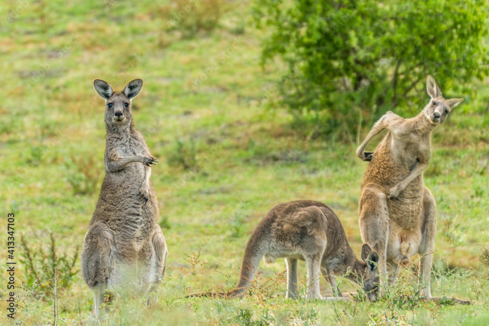 Funny Kangaroo pointing at his not so sharp buddies Funny Kangaroo pointing at his not so sharp buddies
