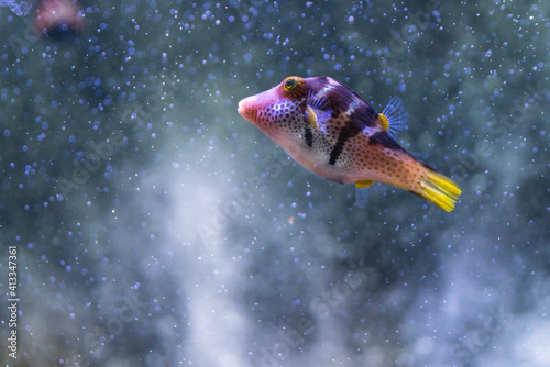 Purple Tropical fish with bubbles © KAPhotography