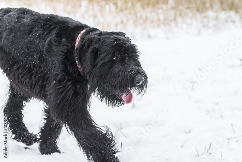 Giant schnauzer dog with black fur running and jumping towards camera in winter with snow in fog weather, Germany