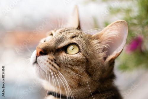 Beautiful tabby cat, brown orange and white, with green eyes, closeup face portrait