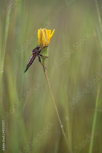 large insect perched on yellow flower