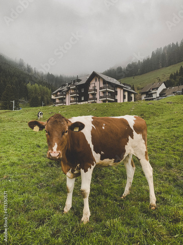 cows in the mountains of switzerland gruyeres 