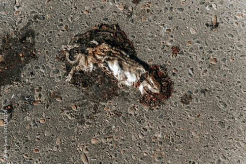 A crushed chipmunk on the asphalt of the highway. A dead animal that was hit by a car.