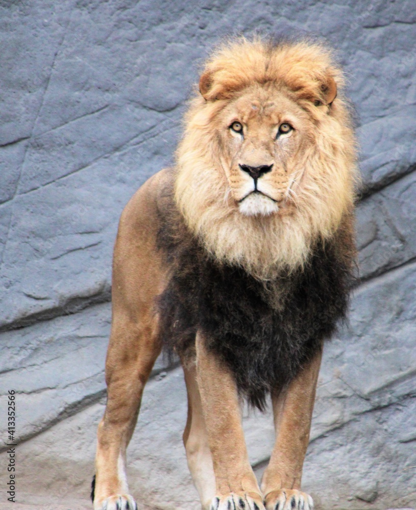 An adult lion stands in the zoo An adult lion stands in the zoo