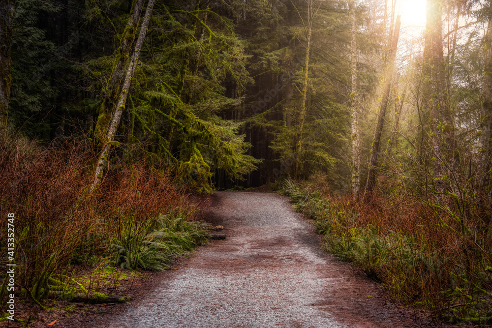 Naklejka premium Beautiful Path in the Rainforest during a wet and rainy day. Lynn Canyon Park, North Vancouver, British Columbia, Canada. Nature Forest Background