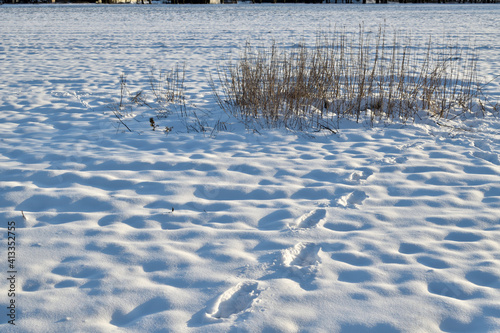Footprints in a snowy Netherlands field leading to a lonely reed bed