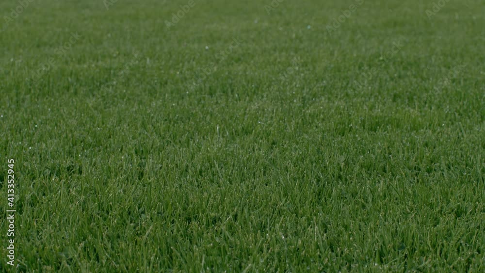Close up black and white soccer football ball rolling on the green grass of turf field pitch in front of the camera, low angle view, 4K slow motion Close up black and white soccer football ball rolling on the green grass of turf field pitch in front of the camera, low angle view, 4K slow motion