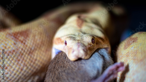 boa constrictor eats a rat. high quality close up photo © mynewturtle