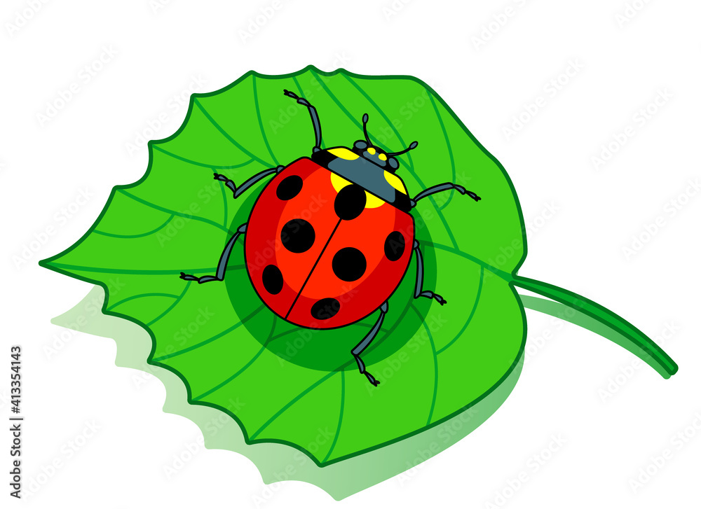 Ladybug on leaf Ladybug on leaf