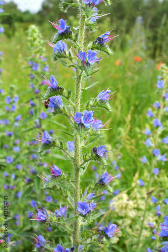 In the field among the herbs bloom Echium vulgare