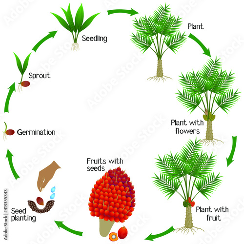 A growth cycle of oil palm tree on a white background.