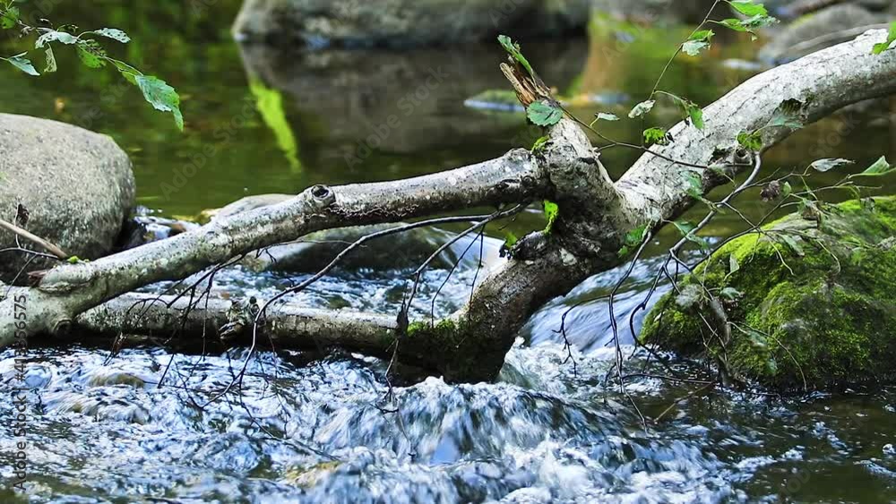 Forest creek in early autumn. 