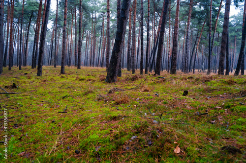 Wald mit Moos im Vordergrund im Galgenvenn morgens