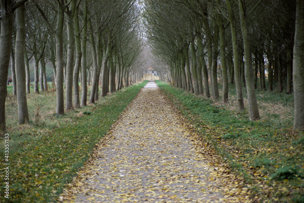 Vierreihige Allee auf der hollaendischen Insel Texel Vierreihige Allee auf der hollaendischen Insel Texel
