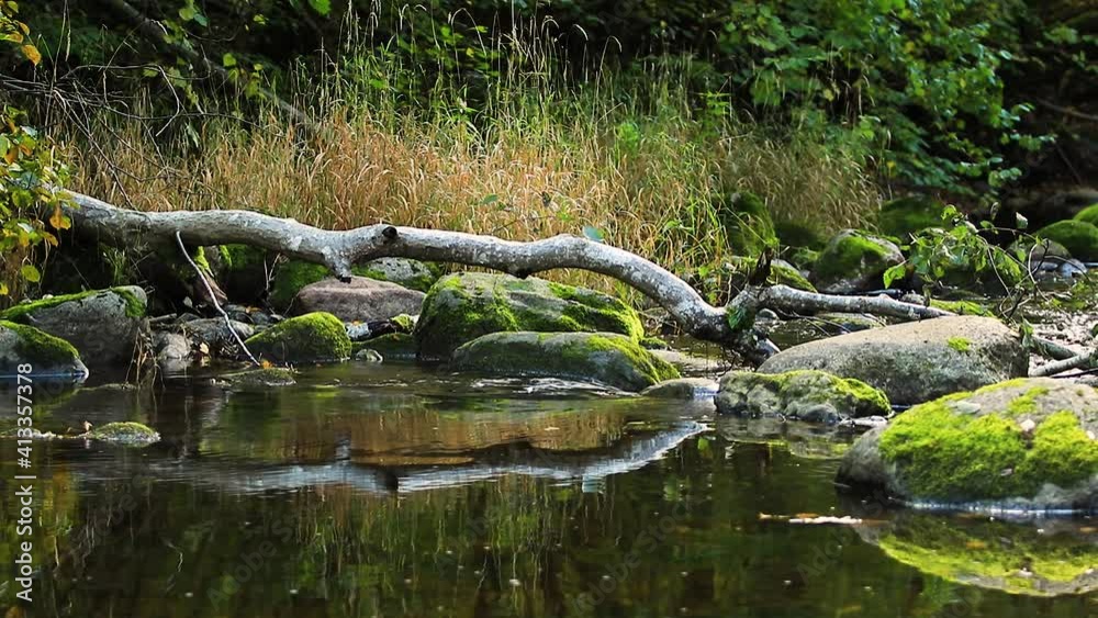 Forest creek in early autumn. Forest creek in early autumn.