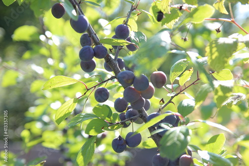 A branch of a tree covered with numerous plums.