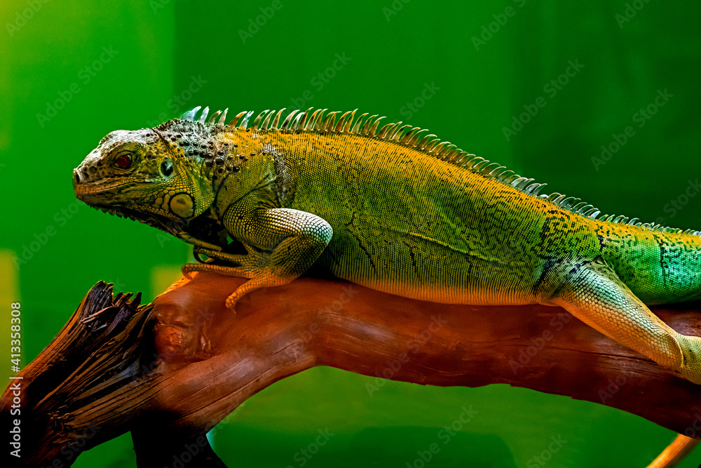 Fototapeta premium A chameleon is sitting on a tree. A beautiful reptile. lizard in the tropics.