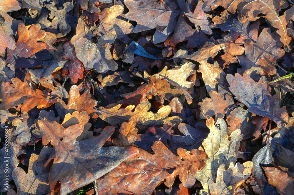 Dry oak leaves background. Beautiful dead tree leaves on the ground in the autumn park. Close up.
