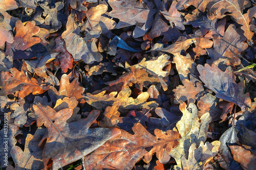 Dry oak leaves background. Beautiful dead tree leaves on the ground in the autumn park. Close up.