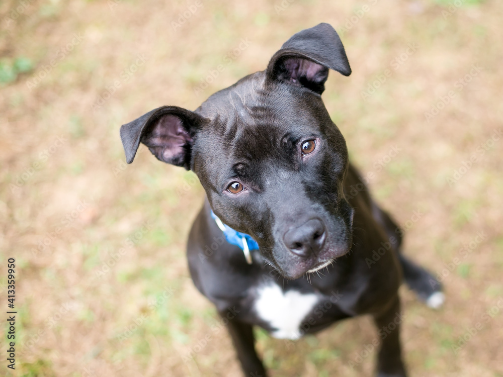 A black and white Pit Bull mixed breed dog with large floppy ears looking up at the camera with a head tilt