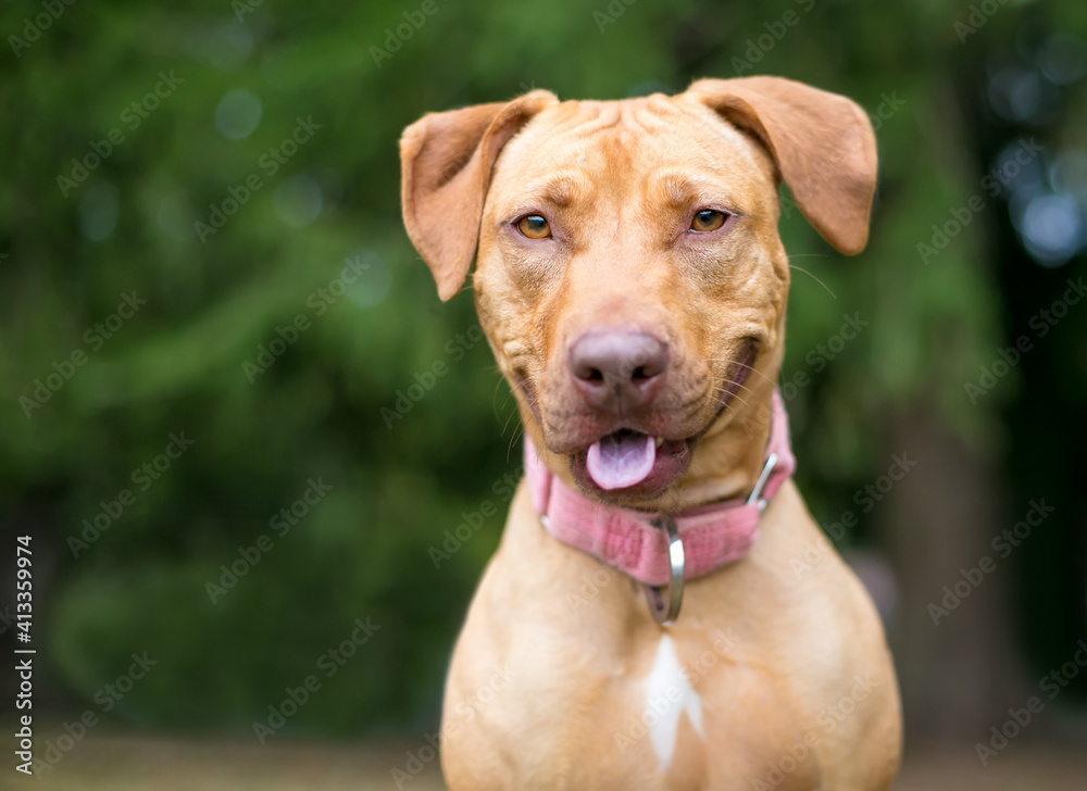 A red Hound x Retriever mixed breed dog with a happy expression, wearing a pink collar