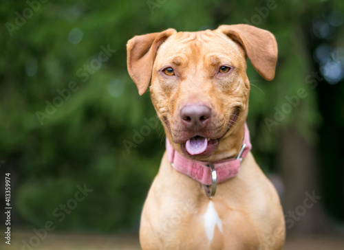 A red Hound x Retriever mixed breed dog with a happy expression, wearing a pink collar