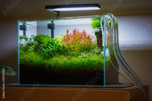 Aquarium mit Garnelen, Schnecken und Pflanzen  photo